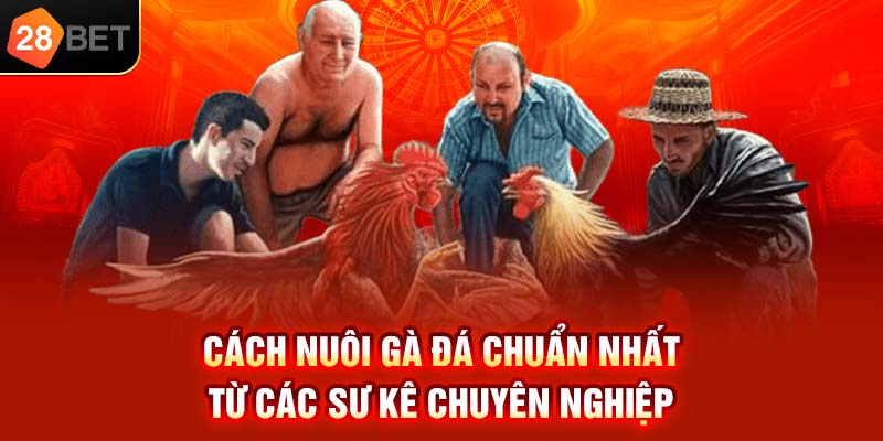 Cách nuôi đá gà chuẩn nhất từ các sư kê chuyên nghiệp