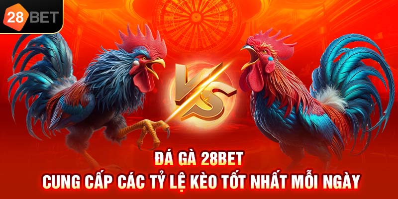 Đá gà 28bet cung cấp các tỉ lệ kèo tốt nhất mỗi ngày