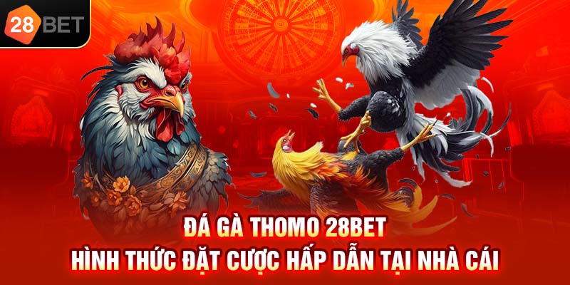 Đá gà thomo 28bet hình thức đặt cược hấp dẫn tại nhà cái