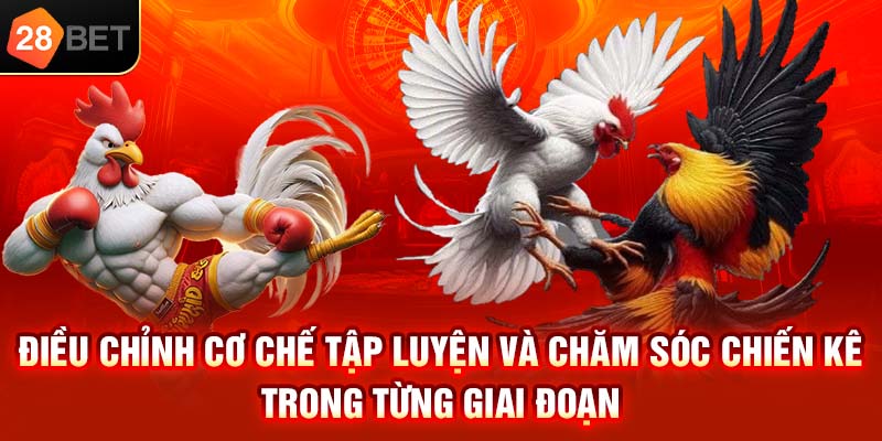 Điều chỉnh cơ chế tập luyện và chăm sóc chiến kê trong từng giai đoạn
