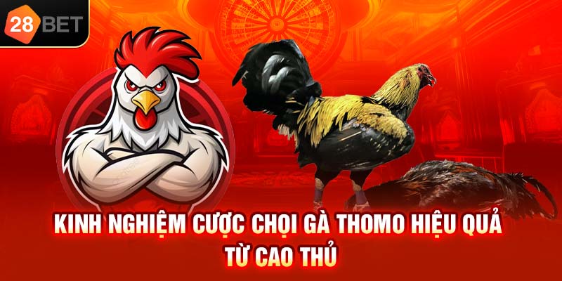 Kinh nghiệm cược chọi gà Thomo hiệu quả từ cao thủ