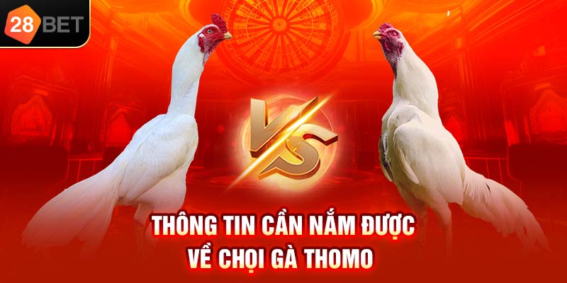 Thông tin cần nắm được về chọi gà Thomo 