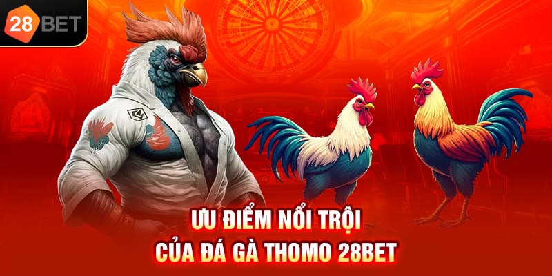 Ưu điểm nổi trội của đá gà Thomo 28bet