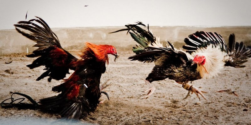 Có Đúng Cược 1 Triệu Nhận 10 Triệu?