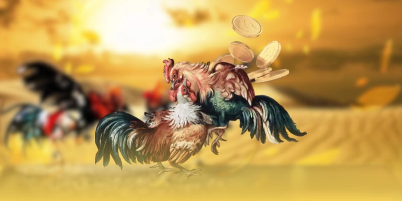 Lý do đá gà trực tuyến tại nhà cái luôn luôn được quan tâm